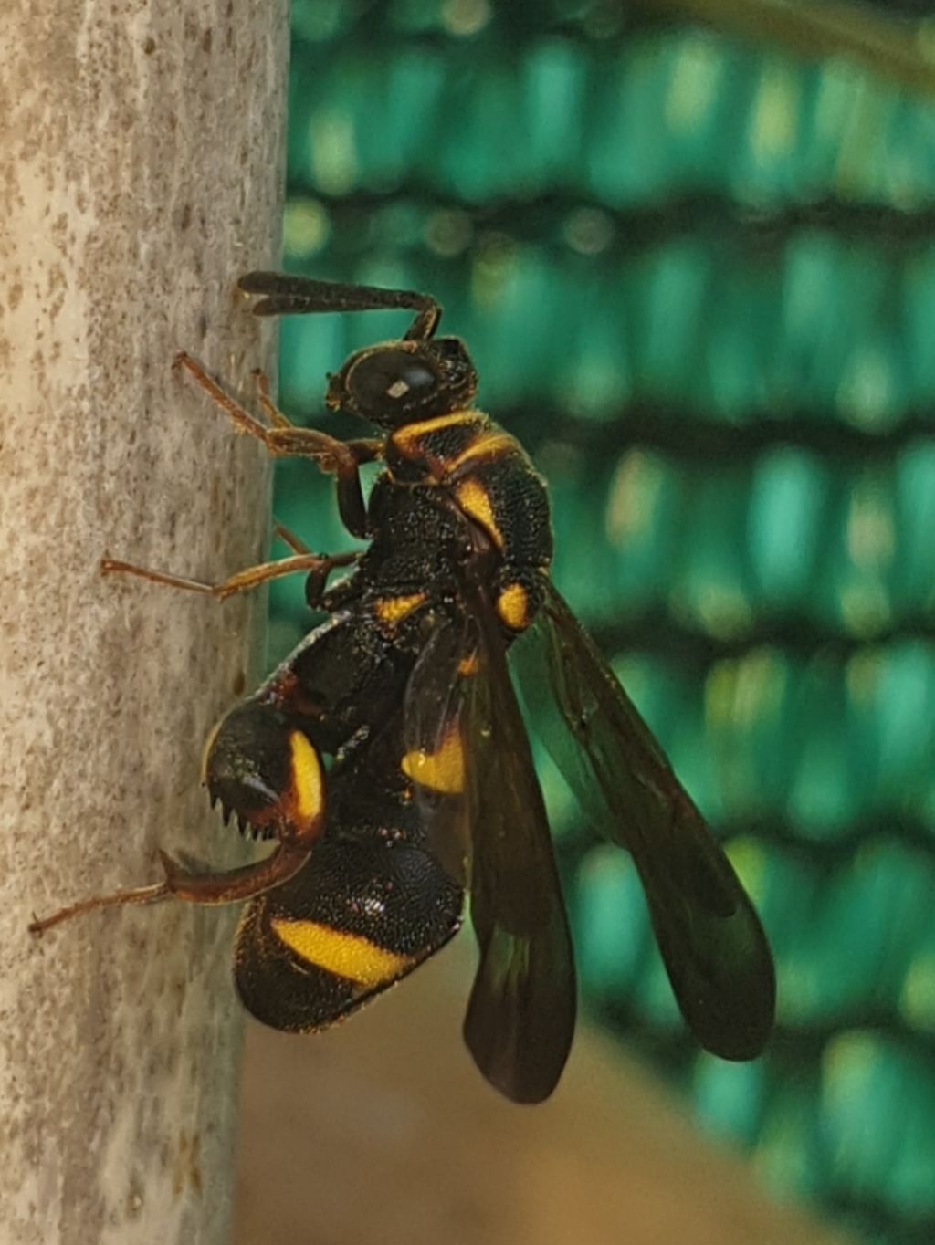 Leucospidae che attenzionano un nido di Isodontia mexicana